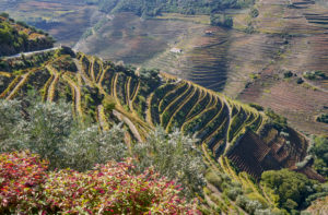 vineyards, steep terraces, Douro Valley, Portugal vineyards, steep terraces, Douro Valley, Portugal